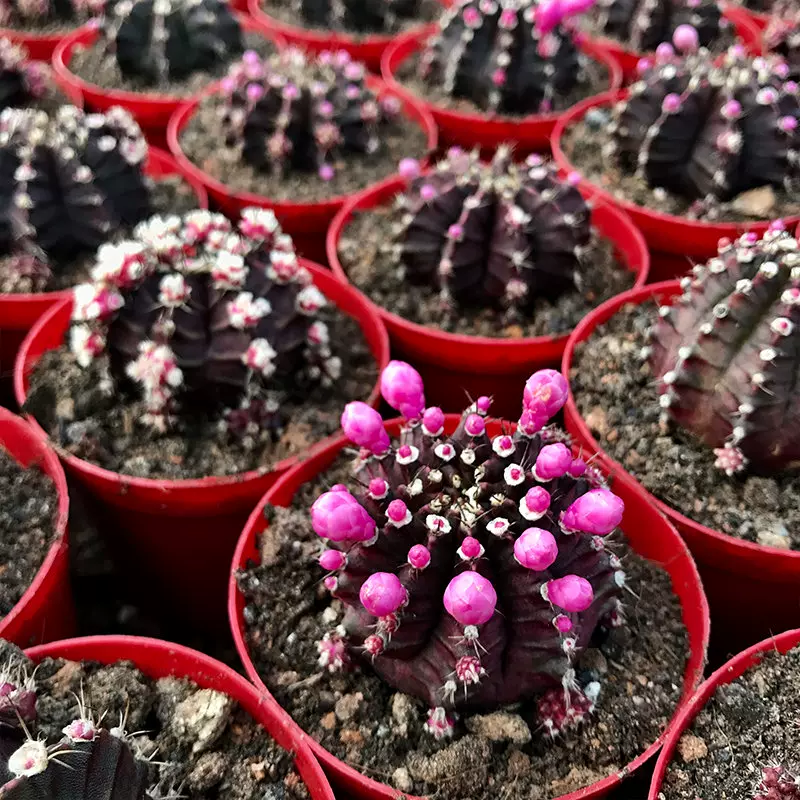 紫牡丹仙人球群生植物盆栽黑牡丹肉肉植物防辐射绯牡丹防