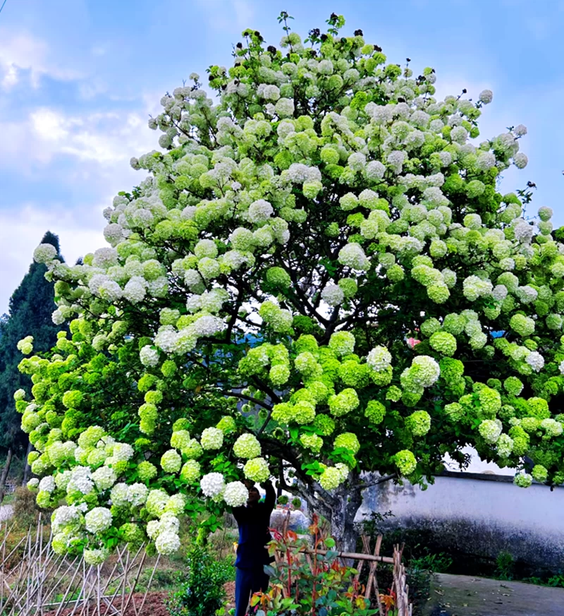 四季耐寒乔木绣球花中华木绣球大花斗球阳台绿植盆栽庭院地栽
