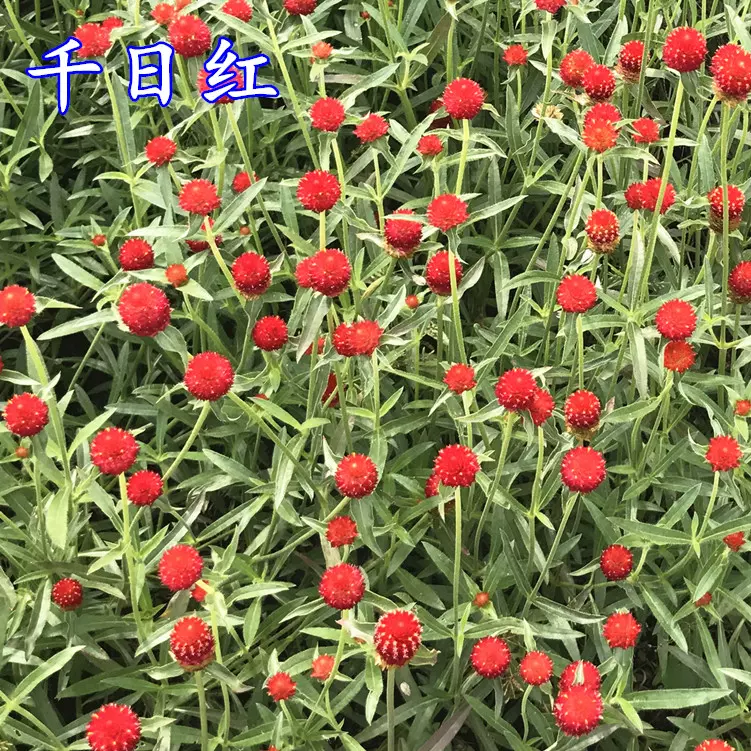 花种子千日红种子千日紫春夏播庭院绿化阳台盆栽