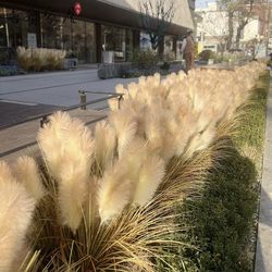 Reed Grass Artificial Flowers Living Room Decorations Dried Flowers Indoor Decoration Dog Tail Grass Floor-Standing Green Plants Landscaping Fake Flowers