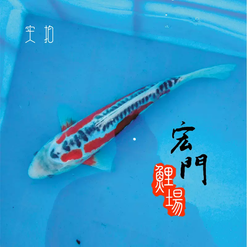 纯种日本锦鲤活体鱼蓝色锦鲤蓝/红秋翠锦鲤巨型无赘麟鬼鳞齐金鱼-Taobao