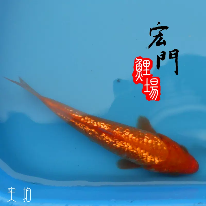 高端日本純種尾形血統錦鯉火鯉閃鱗觀賞魚鑽石鱗鱗片發光金魚-Taobao