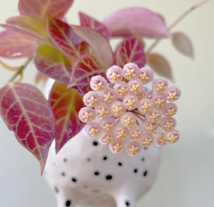 Su Naqiu Lan indoor balcony living room hanging plant potted plant green planting potted leaves are easy to become red
