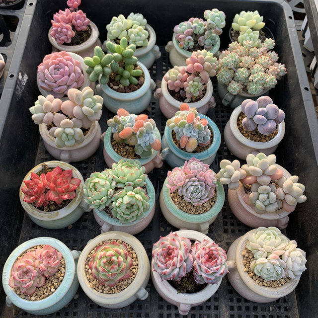 Small succulent fine green plants precious rare thumb pot mini pot plant with pot succulent plants indoor pot plant old pile