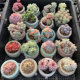 Small succulent fine green plants precious rare thumb pot mini pot plant with pot succulent plants indoor pot plant old pile
