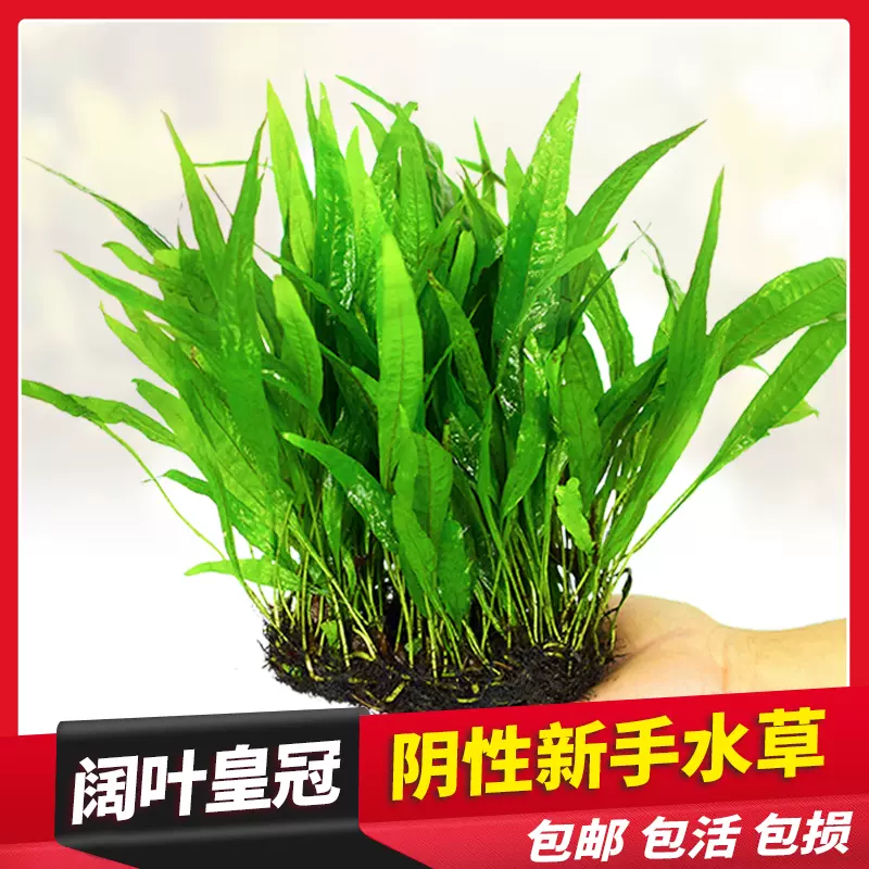 魚缸造景懶人水草活體淡水陰性植物大闊葉鐵皇冠細葉陰性無土免種 Taobao