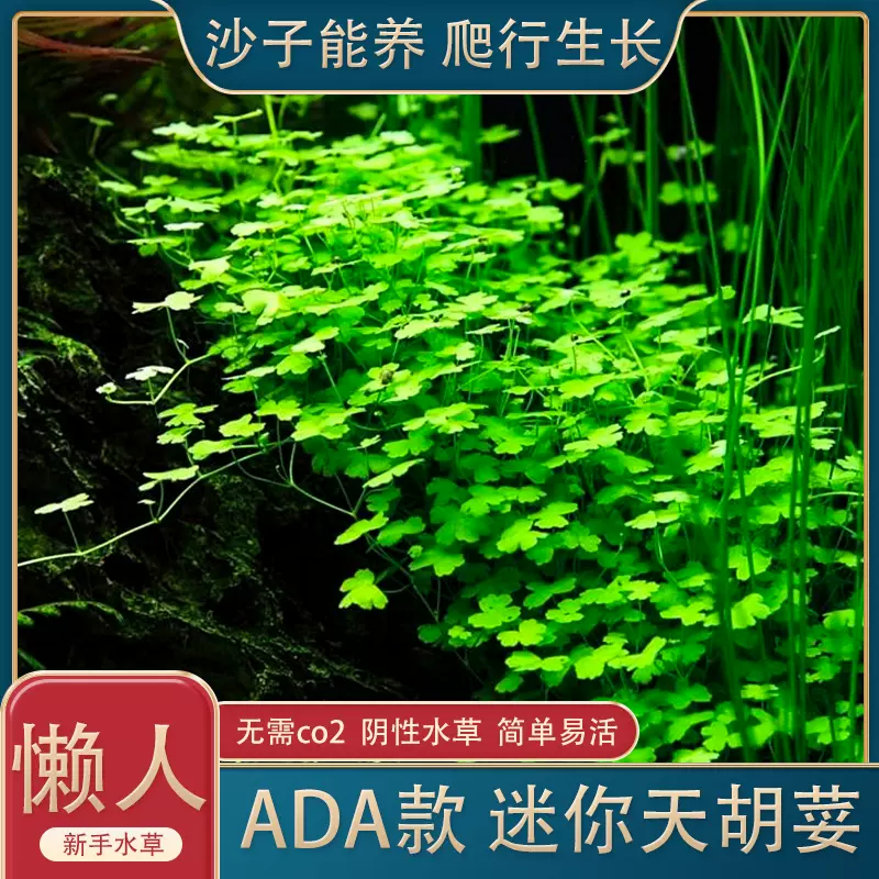 天湖荽魚缸造景天胡葵前景草陰性真水草坪活體淡水