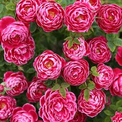 Japanese Mary rose flower seedlings potted balcony courtyard bun type large flower shrub rose flower plant