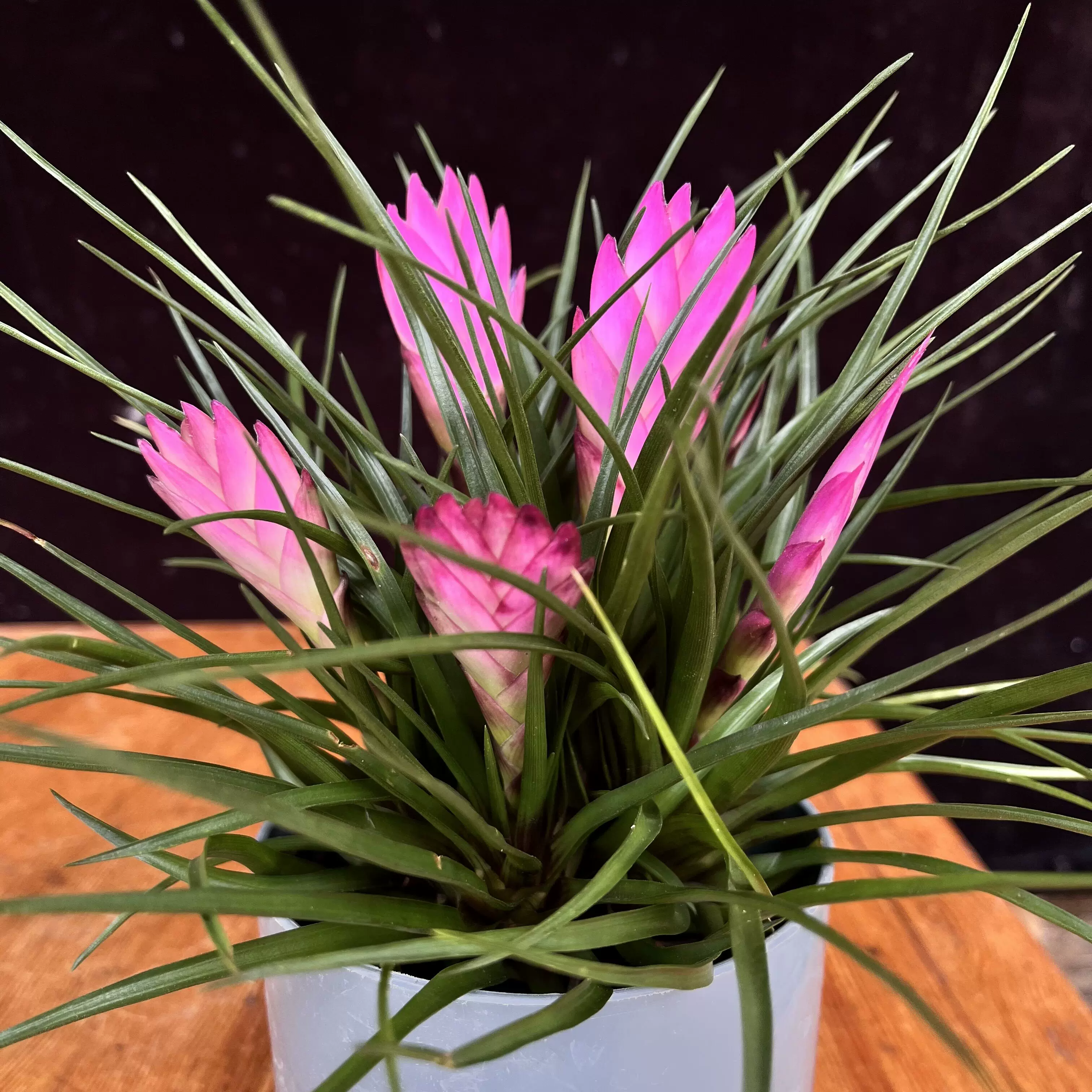 花卉14 flower embroidery cut off stripe l/s shirt – CAMPHOR WOOD