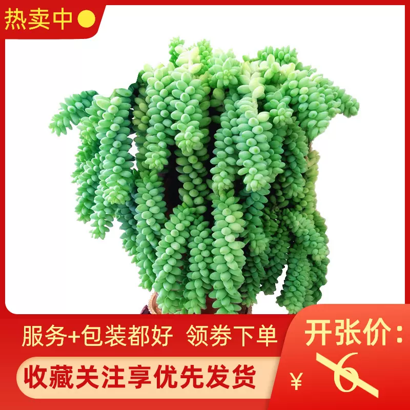 新玉坠缀十字小米星钱串锦满盆多肉大盆植物 新玉坠缀十字小米星钱串锦满盆多肉大盆植物