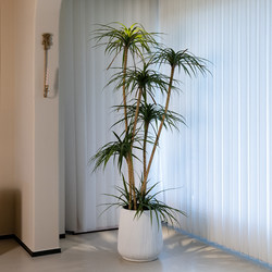 Haohongjingpin Dragon's Blood Tree Artificial Green Plant, High-End Light Luxury Indoor Living Room, High-Class Large Floor-Standing Potted Plant Decoration