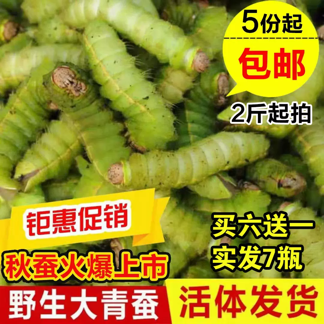 东北大连大蚕蝉茧蝉蛹大青虫活神仙青蚕大绿