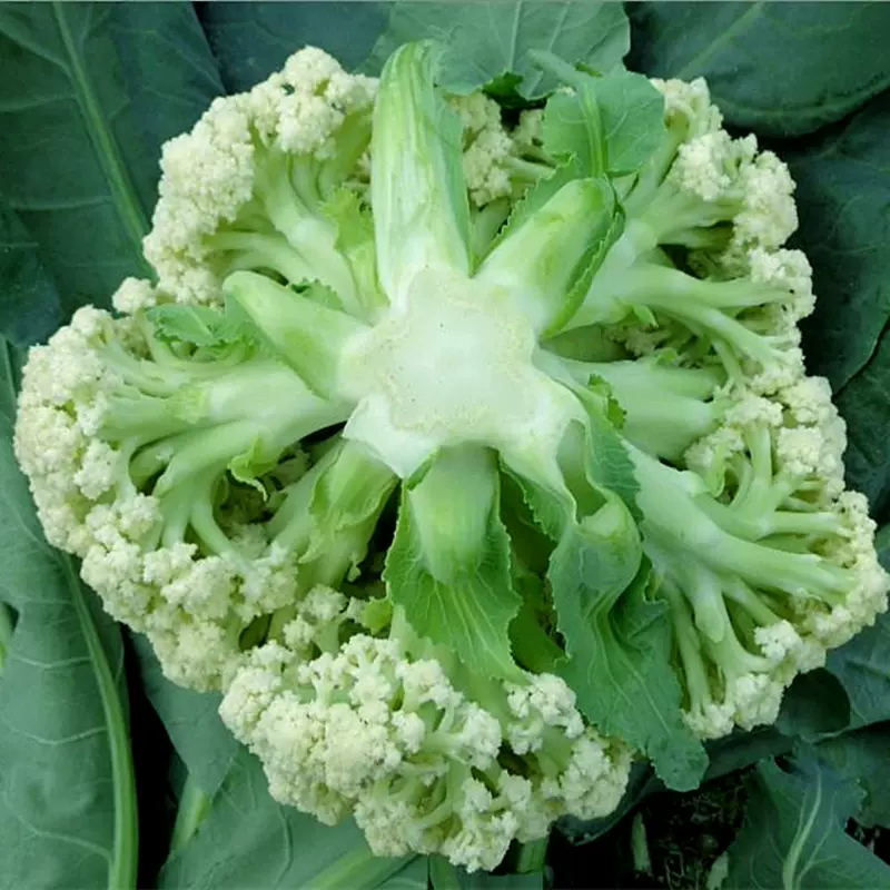 高产青梗松花菜种子松球白色花椰菜春秋季简单菜园四季蔬菜 高产青梗松花菜种子松球白色花椰菜春秋季简单菜园四季蔬菜