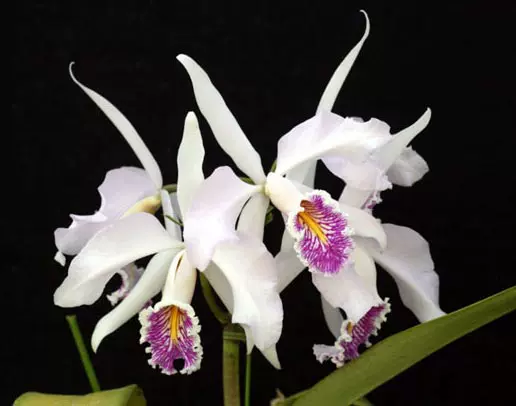 Cattleya maxima v. semi-alba 半白馬克西馬/原種卡特蘭/洋蘭-Taobao