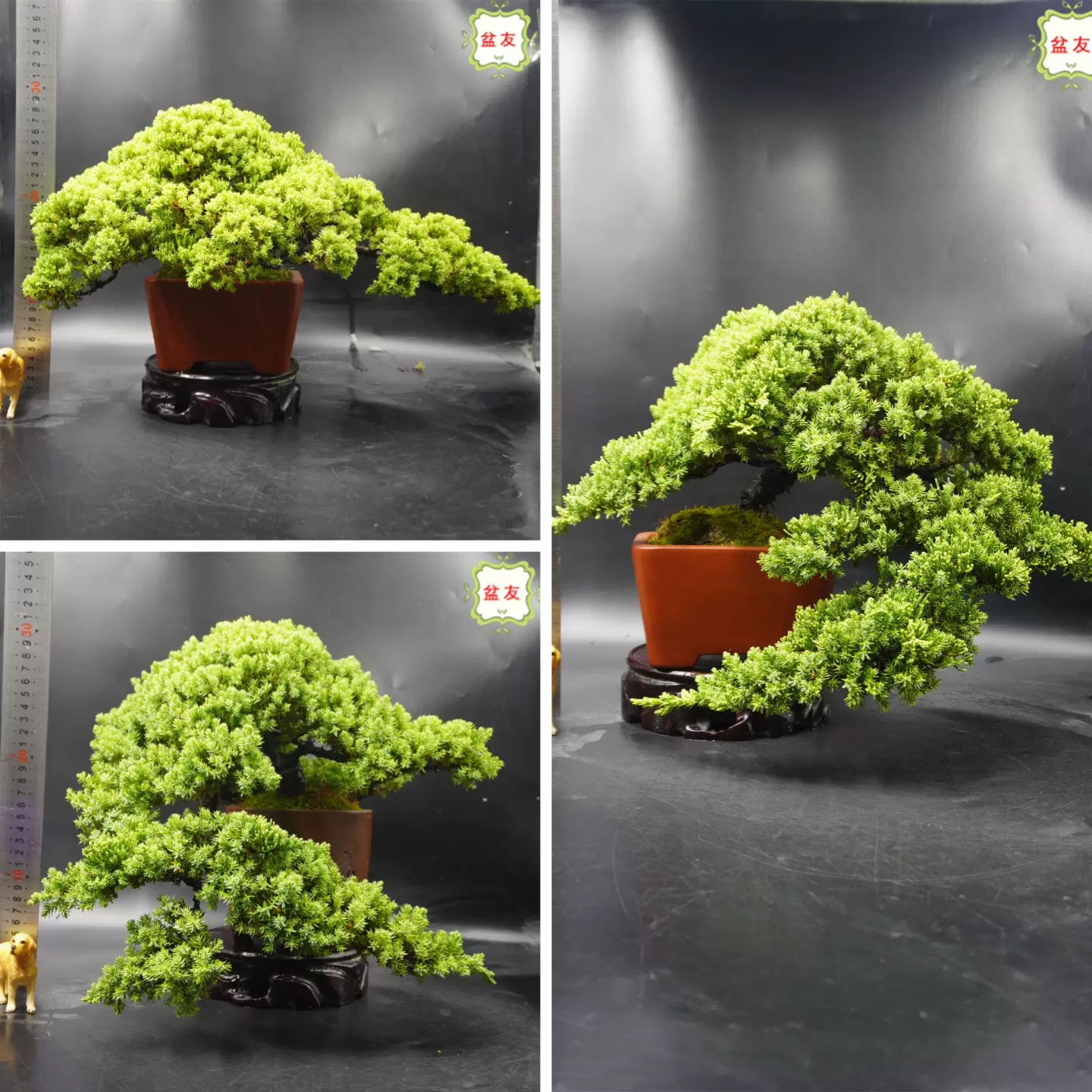 糸魚川真柏盆栽 9-1-1