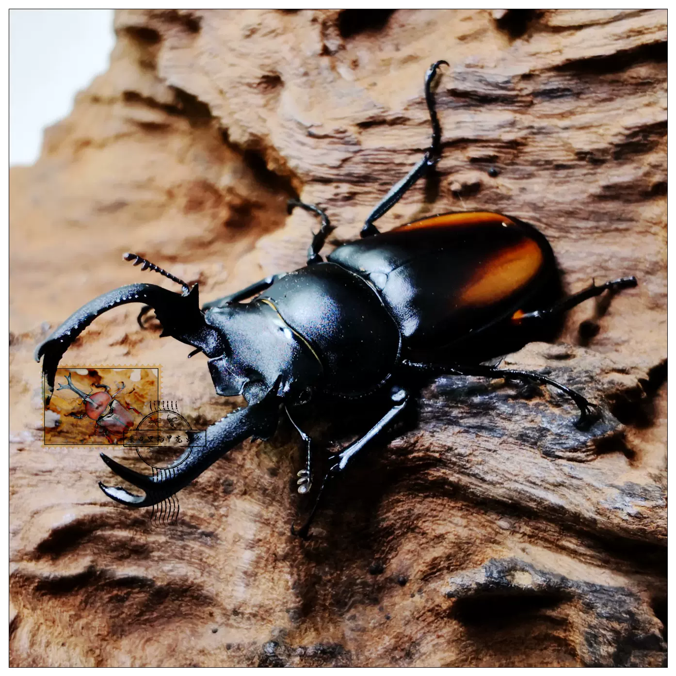 售罄 黄金鹿角锹锹形虫 甲虫成虫幼虫 6 8月出售