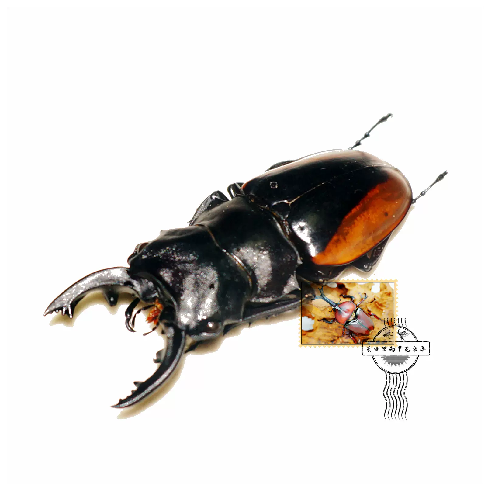 黄边鬼艳锹形虫标本a1 甲虫标本昆虫标本