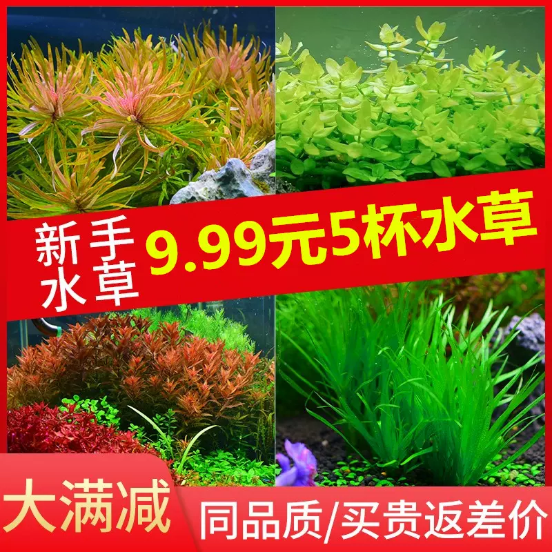 水草活体植物鱼缸懒人入门级水族造景后景草合集绿