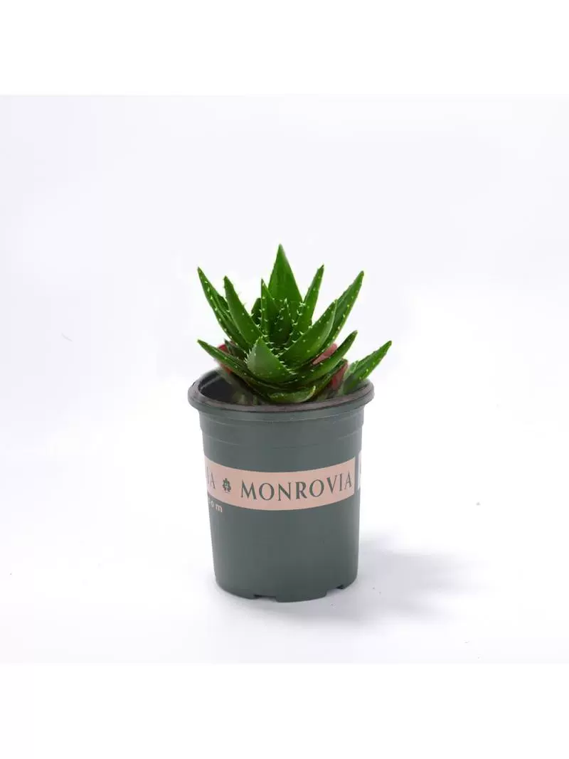 库拉索芦荟盆栽可食用稀有芦荟类植物雪花芦荟苗花卉绿植多肉大颗