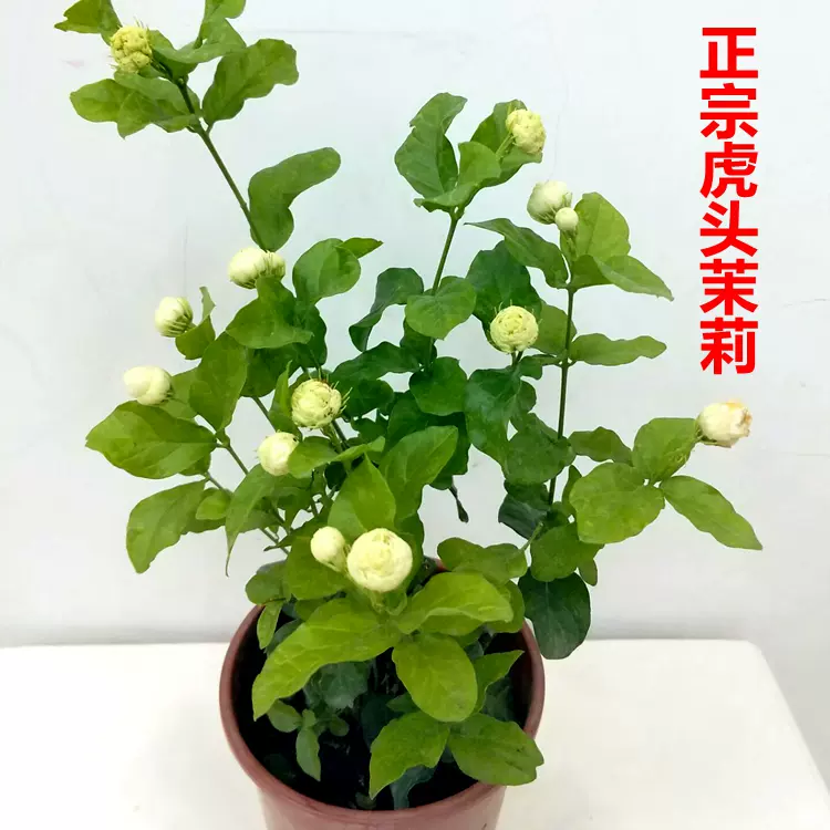 茉莉花盆栽盆景观花重瓣茉莉花苗室内阳台开花大浓香庭院