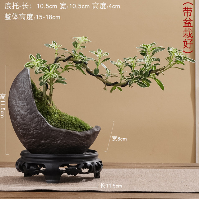 June snow bonsai white flower modeling physical Zen will old pile desktop bonsai strap potted art small ornament plants
