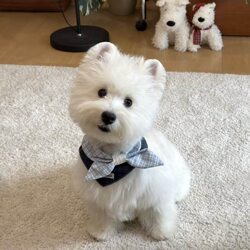 Cute Cat and Dog Bibs, Pet Neckerchiefs, Bow Ties, Bibs for Small Dogs, Ragdoll, Blue and White, Teddy, Bichon, Decoration