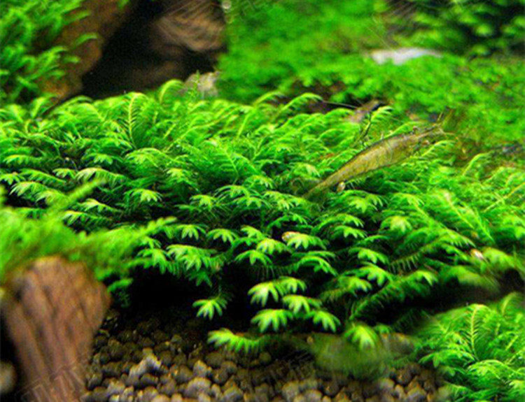 美化鱼缸的4种常见水草 让草缸更有生机 美优享 美丽优品分享好站 优品情报站
