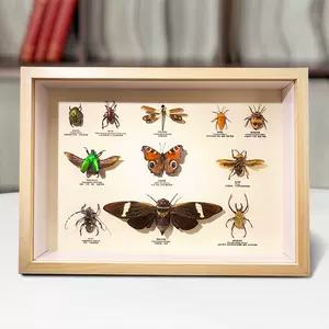 昆虫标本墙- Top 100件昆虫标本墙- 2024年6月更新- Taobao