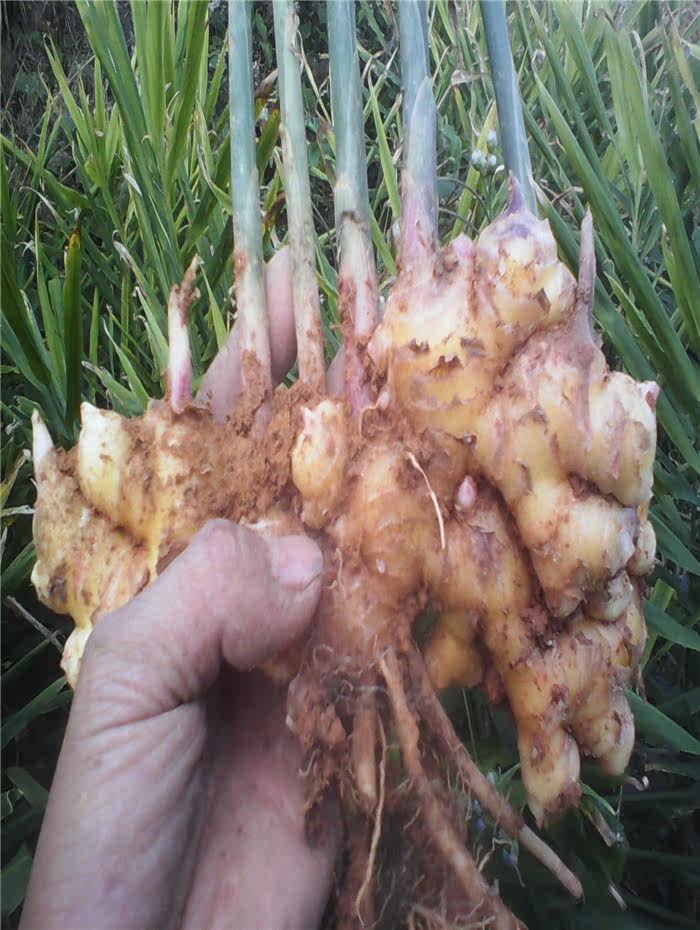 农家有机小黄姜(500g)