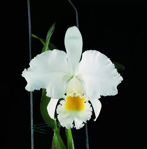 G90◇戦前 芳久刻 銀製彫金兜文煙草入れ 元箱 STERLING SILVER 925 松屋銀座 シガレットケース たばこ 喫煙具 洋蘭原種  albescens Speciat\u0027