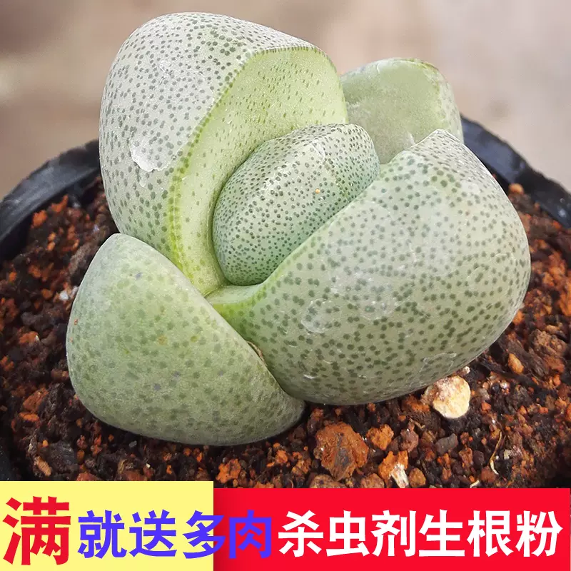 绿源帝玉多肉植物生石花多肉肉肉石头石生花屁屁股花