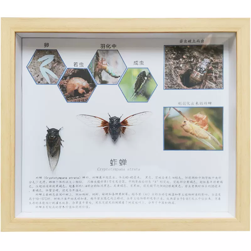 真昆虫蝴蝶标本昆虫标本相框工艺品昆虫标本展览昆虫生活史