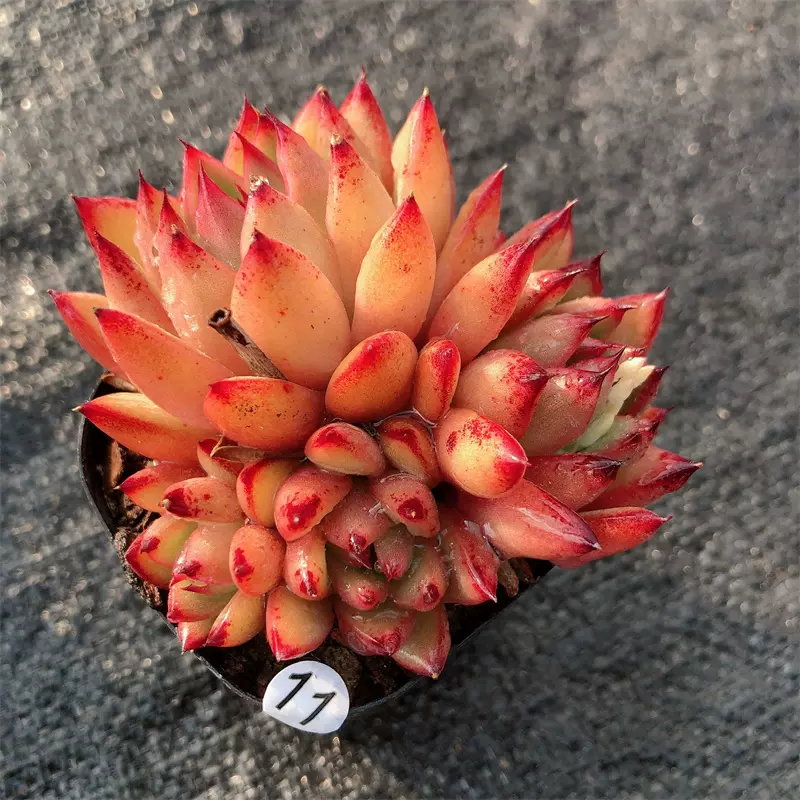 云南多肉赤焰多肉植物布朗先生的古董店青橙园艺趣味一