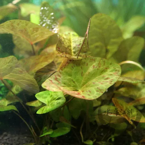 水草江湖 小可爱睡莲水草自养水中叶草缸中景后景