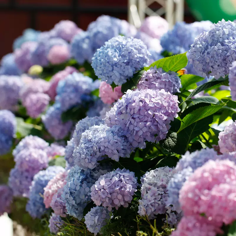 包邮绣球无尽夏妖精花手鞠白玉等海妈家阳台露台庭院