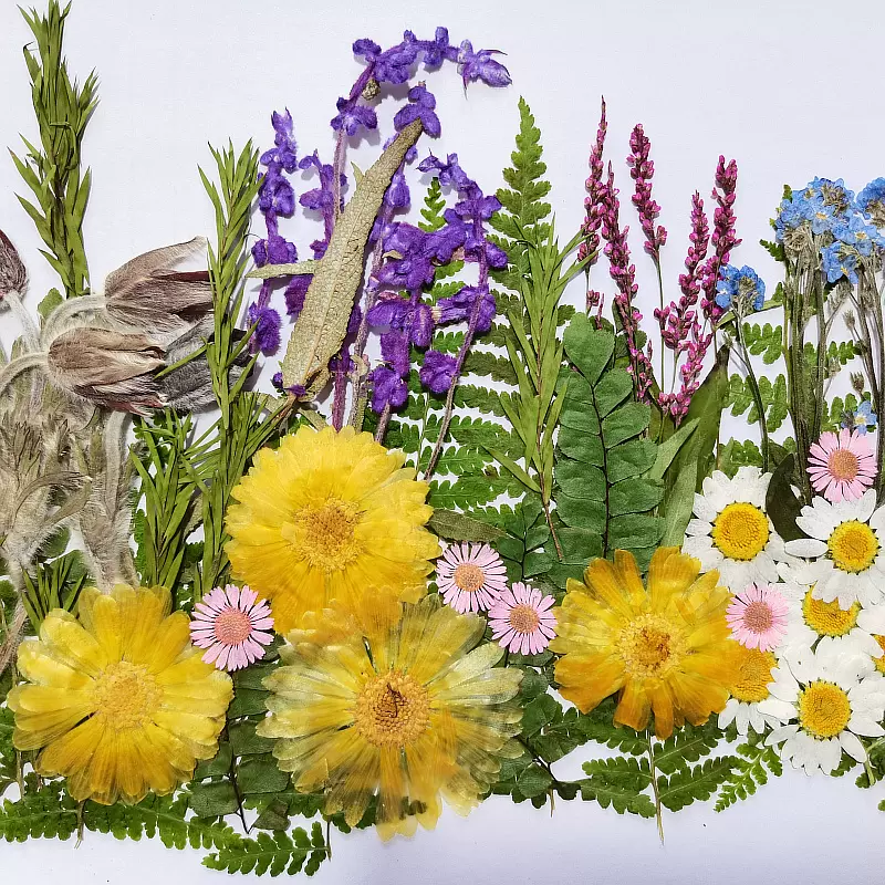 創意乾燥花黏貼畫材料乾燥花葉子素材包 後花園 押花