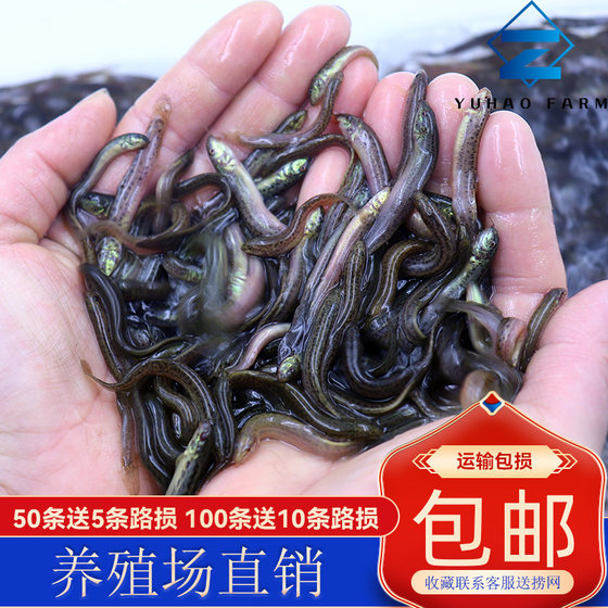 
Taiwanese loach seedlings are fed freshly to pets, ornamental arowana and turtle feed are used to fish and breed small loaches live bait.