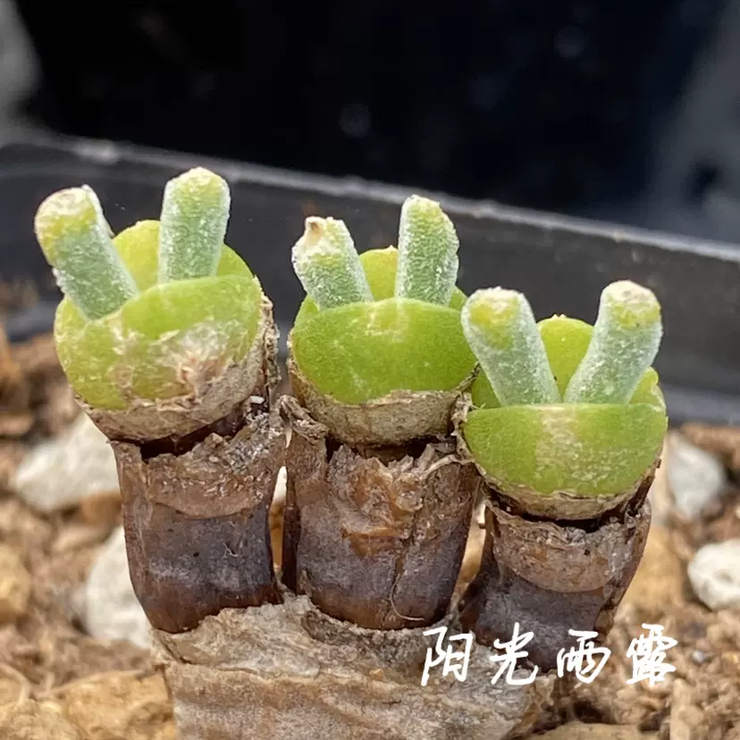 碧光環小兔子 多肉植物 一物一拍 陽光雨露多肉-Taobao