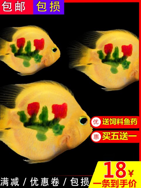 Tropical ornamental fish Golden parrot Live fish Blood red Yuanbao Plum blossom God of wealth fish fortune fish map silver dragon