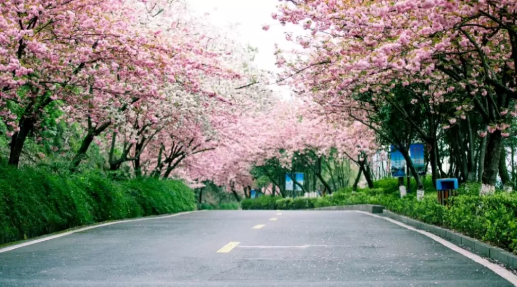 花海原居樱花山谷图片