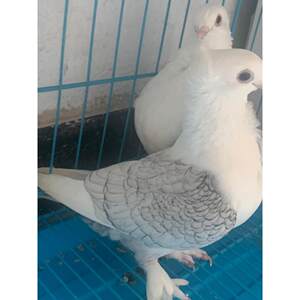 Watching pigeon boutique pigeons ecological feeding live body pet youth pigeon breeding pigeons one -to -one male and one male and one male pigeon