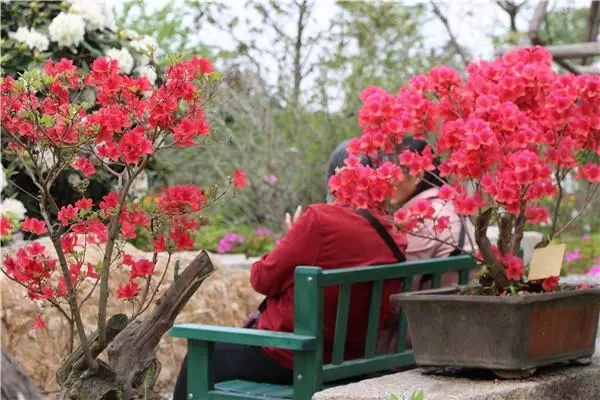 中国杜鹃花博览园图片