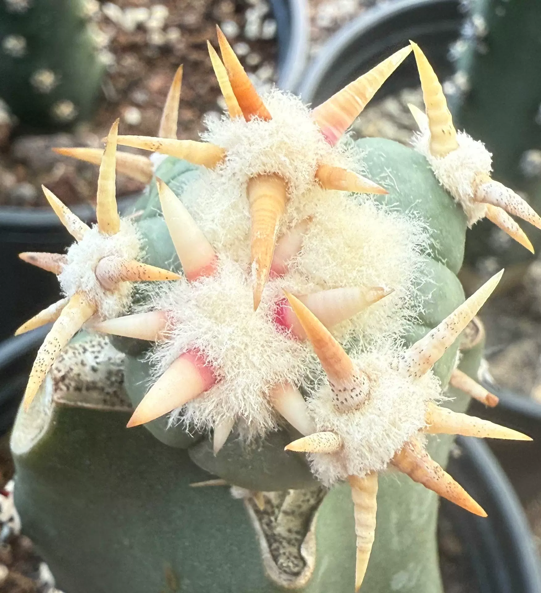 サボテン 白刺翠平丸 選抜 白刺翠平丸】エキノカクタス☆多肉植物☆