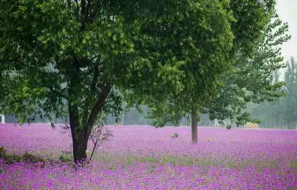 紫菏香草生态园图片