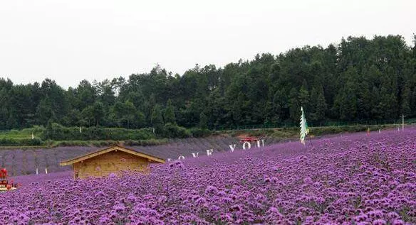 凤凰尾薰衣草观光园图片