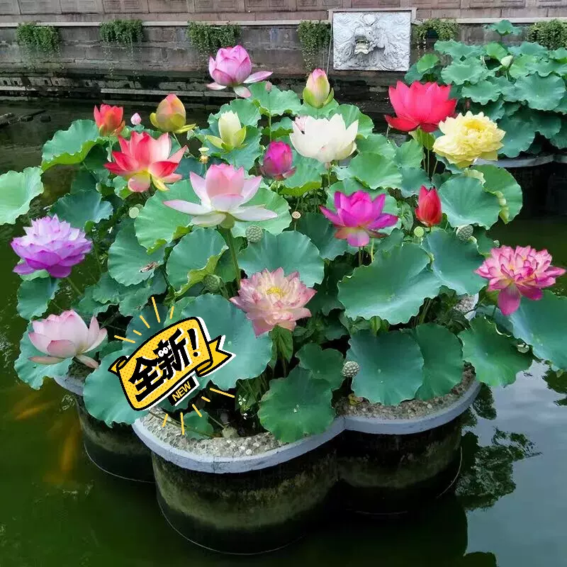 一週發芽無土水培睡蓮花種子荷花四季開花盆栽水培 Taobao