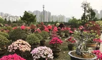 物趣花卉盆景植物园图片