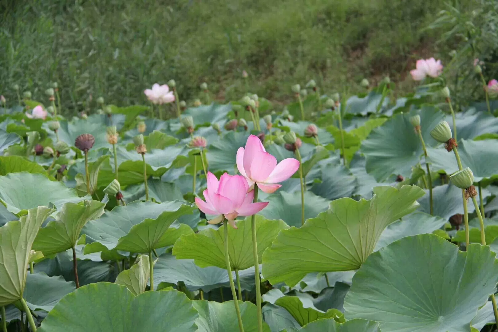 九龙湖图片