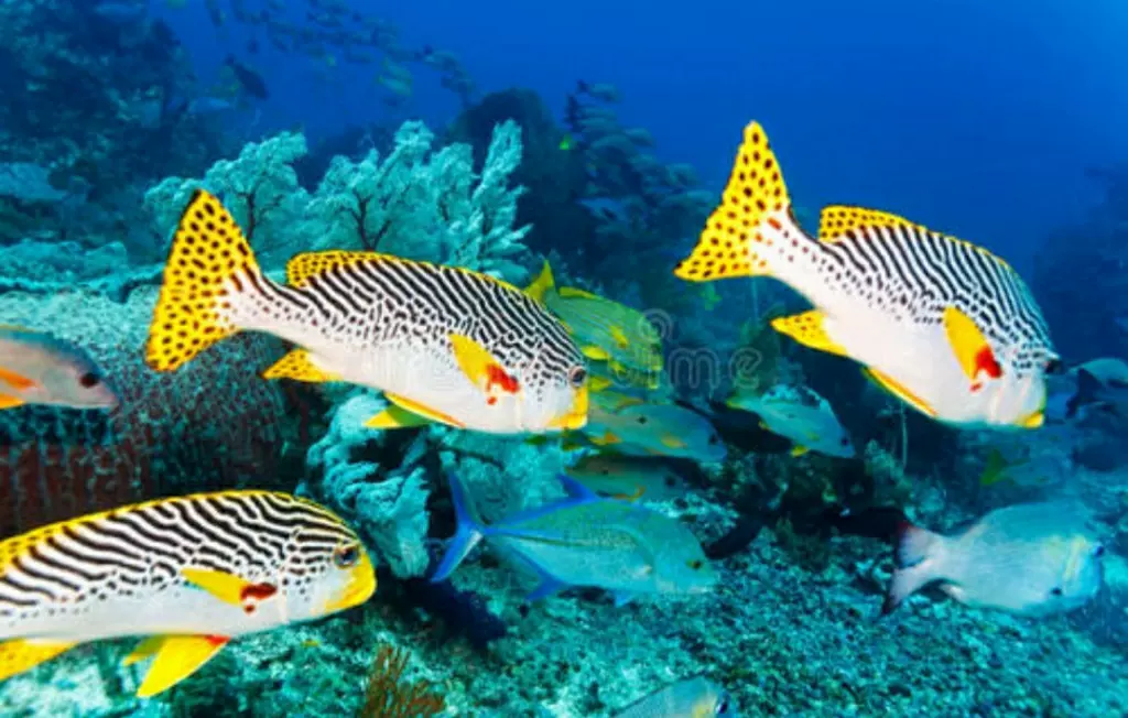 鱼宠水族馆图片