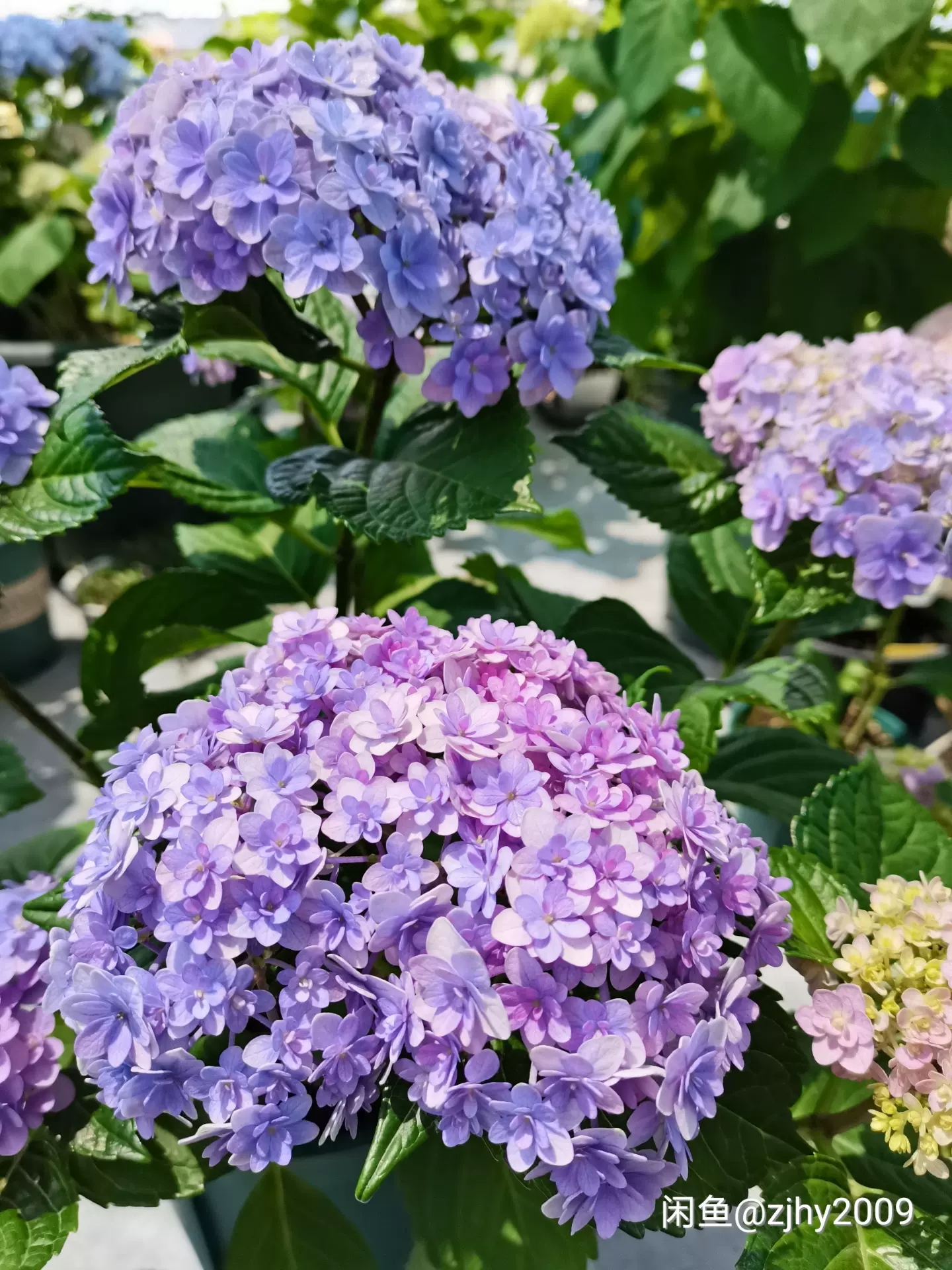 绣球花手鞠感兴趣的话点 我想要 和我私聊吧 绣球花手鞠感兴趣的话点 我想要 和我私聊吧
